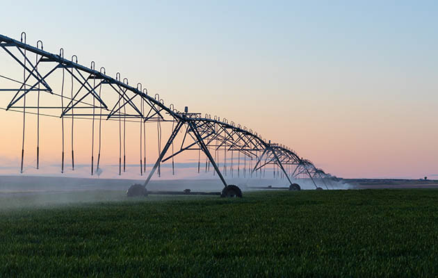 Irrigation sprinklers watering large field of crops for spring harvest.